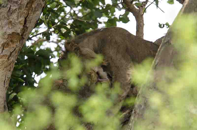 Leones trepadores - parque nacional Queen Elizabeth - Uganda 8.jpg